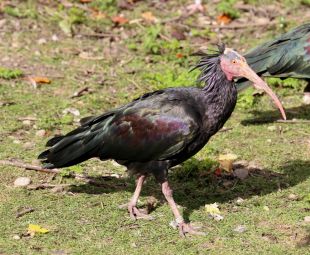 Catalunya i Andalusia col·laboraran per reintroduir l’ibis ermità als Aiguamolls de l’Empordà