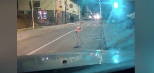 Un flamenc desorientat arriba a les Planes d'Hostoles i acaba tirotejat