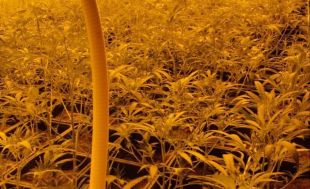 Un detingut, una escopeta requisada i 270 plantes de marihuana desmantellades a la Bisbal