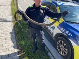 Rescaten una serp d'uns dos metres a Platja d’Aro per evitar que sigui atropellada