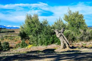 Neix l’Espai Argudell per reivindicar la varietat d’oliva autòctona de l’Empordà