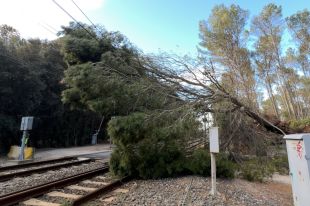 Cau un arbre sobre la catenària i talla els trens entre Girona i Sant Miquel de Fluvià