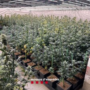 Cinc detinguts que gestionaven dos cultius de marihuana a Blanes i Palafolls