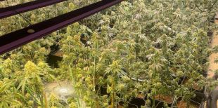 Dos detinguts i més de 500 plantes de marihuana intervingudes a la Bisbal i Sils