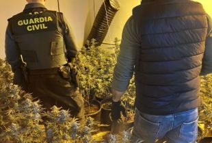 Desmantellat un cultiu interior amb més de 500 plantes de marihuana a Hostalets d'en Bas