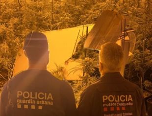 Detingut a la Jonquera el responsable d'un cultiu de marihuana a Figueres