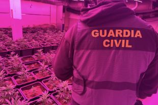Dos detinguts per tenir una plantació de marihuana amb 810 testos a Vilamacolum