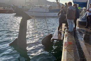 Uns pescadors del Port de la Selva capturen accidentalment un tauró pelegrí de set metres