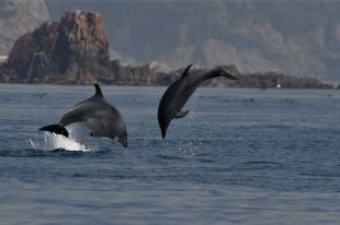 Alerten que el dofí comú està desapareixent de la Costa Brava