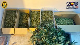 Dos detinguts per tenir un cultiu de marihuana amb 1.280 plantes a un pàrquing de Lloret