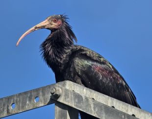 L’ibis ermità Janosch sobrevola l’Empordà en la seva primera migració autònoma