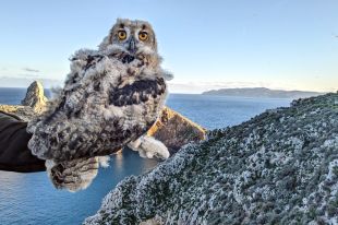 Cas únic a Europa: el duc nidifica i s'estableix de manera permanent a les illes Medes