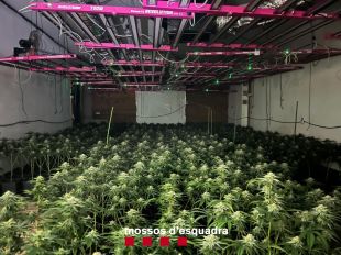 Quatre detinguts per tenir una gran plantació de marihuana a Sant Miquel de Cladells
