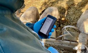 Els ramaders de raça ripollesa incorporen una app per gestionar millor la informació dels ramats