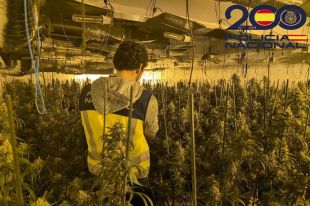 Una xivatada permet desmantellar 762 plantes de marihuana en una casa de Riudellots de la Selva