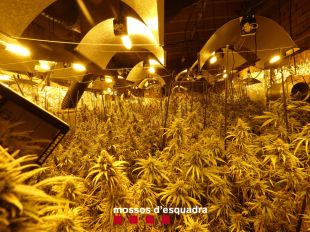 Cinc detinguts amb 1.268 plantes de marihuana i 30kg de cabdells en dues cases d'un carrer de Vidreres