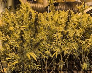 Detingut un home per tenir 561 plantes de marihuana i la llum punxada en una casa de Calonge