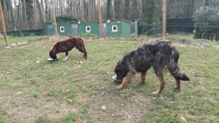Girona aprova el pla urbanístic per situar el Centre d’Acollida d’Animals del Gironès al sector est