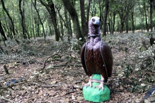 Instal·len vuit nius artificials amb figuretes per atraure voltors negres a l'Alt Empordà