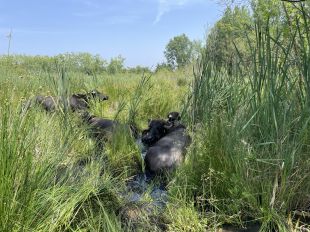 El Consorci de l'Estany de Banyoles estudia estendre la pastura de búfales a les llacunes de Can Morgat
