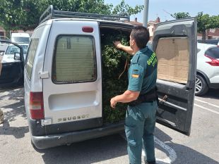 Tres denunciats per endur-se sense permís 390 quilos de llentiscle prop d'Albanyà