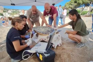 Una tortuga careta pon 101 ous a la platja de Sant Feliu de Guíxols
