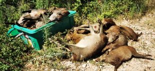 Detecten un abocament il·legal de senglars morts a la Vall de Llémena