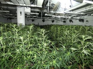 Dos detinguts a Sils que tenien una plantació interior de marihuana dins d'una casa
