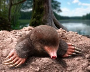 Descobreixen un nou gènere i espècie de talp del Pliocè europeu al jaciment de Caldes de Malavella