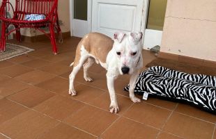 Troben el gos robat a Lladó abandonat a 40 quilòmetres de casa