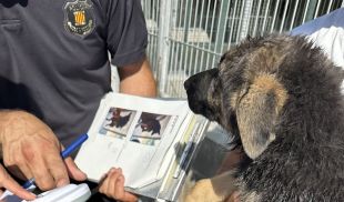 Intercepten a la Jonquera el transport il·legal de 33 cadells de gos