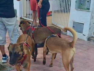 Un detingut a Castelló d’Empúries per maltractament animal i atemptat contra un agent