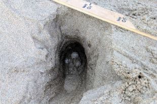 Una tortuga careta pon 105 ous a la platja dels Griells de l'Estartit
