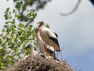 Es registra un primer intent de formació d’una colònia de cigonyes entorn de l’Estany de Banyoles