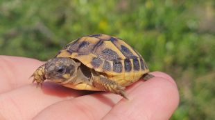 Alliberen 88 tortugues mediterrànies al Cap de Creus en la reintroducció de l’espècie