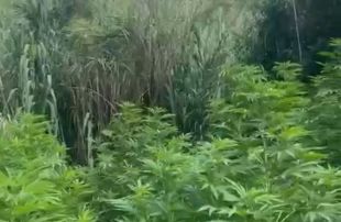 Detinguts dos responsables d'un cultiu de 461 plantes de marihuana a Terrades