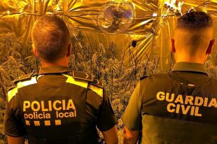 Quatre detinguts a Caldes per tenir més de 300 plantes de marihuana i 12 quilos de cabdells