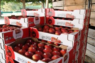 Poma de Girona preveu collir 89 milions de quilos aquesta temporada fins al desembre