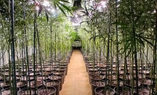 Enxampen tres joves a Lloret de Mar amb 780 plantes de marihuana a casa i la llum punxada