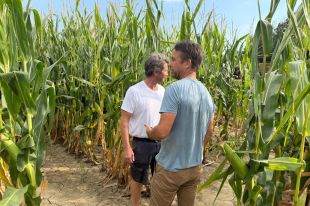 Un pagès del Baix Empordà crea un laberint de blat de moro per evitar arruïnar-se