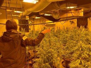 Un detingut a Sant Joan les Fonts per tenir una plantació indoor de marihuana