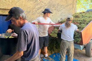 La DO Empordà preveu una verema ''normal'' després de ''tres anys de misèria''
