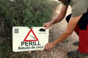 Els caçadors gironins preveuen una temporada amb més senglars per les pluges abundants