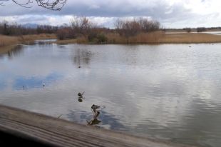 Detecten quatre casos de grip aviària als Aiguamolls de l'Empordà en les darreres setmanes