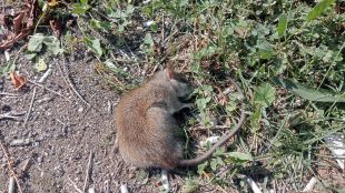 CSIF denuncia una plaga de rates al centre d’inspecció fronterera de Vilamalla