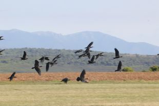 Arriben 29 ibis ermitans als aiguamolls de l'Empordà provinents d'Àustria