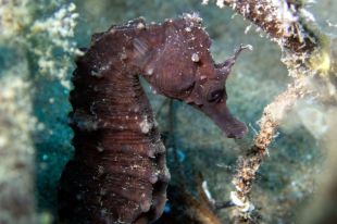 Posen en marxa un projecte per investigar i difondre els cavallets de mar i les agulletes a l'Estartit