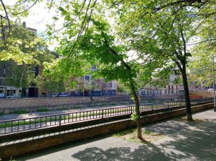Girona tala diversos arbres morts en una vintena d’emplaçaments de la ciutat