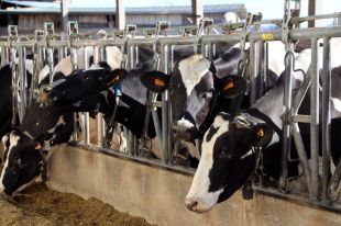 Els veterinaris alerten que la vacuna contra la DNC triga 21 dies a ser efectiva