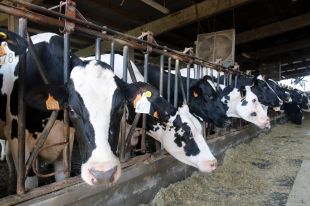 Declarat un tercer cas de DNC en una granja de l'Alt Empordà